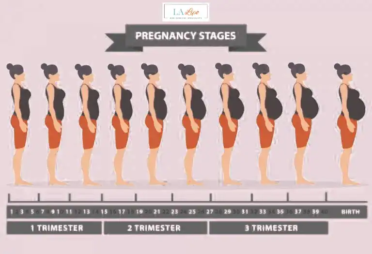 First Trimester (Weeks 1–12): Early Changes You Might Not Notice Teddington